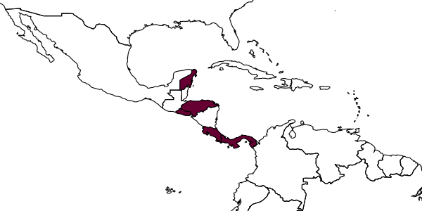 map of Dryinus hansonianus     Olmi, 1993